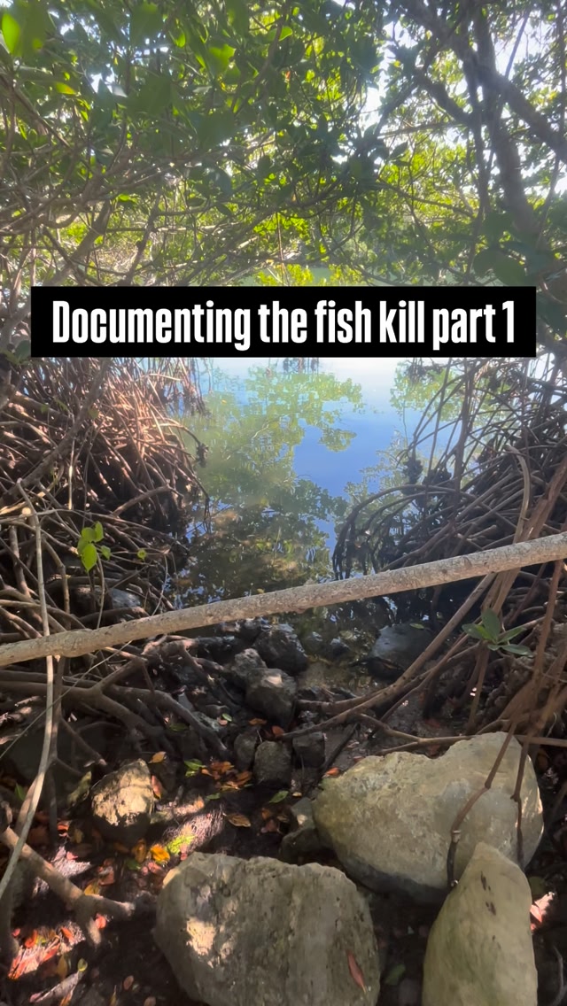 Documenting the 2026 Florida Fish Kill part 1 - as anglers, as we ...