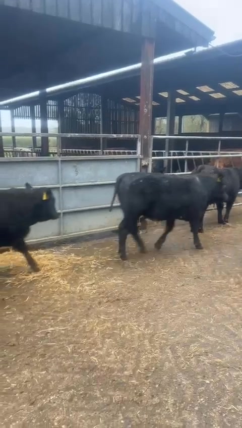🐄 CIRENCESTER MARKET STORE CATTLE SALE - TUESDAY 3RD FEBRUARY 2026 🐄 ️ ...