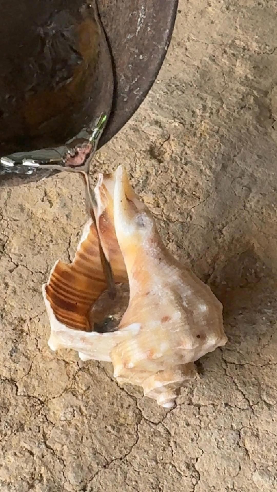 Aluminum Snail Shell Art Project! #reels #fyp #viral #aluminum # ...