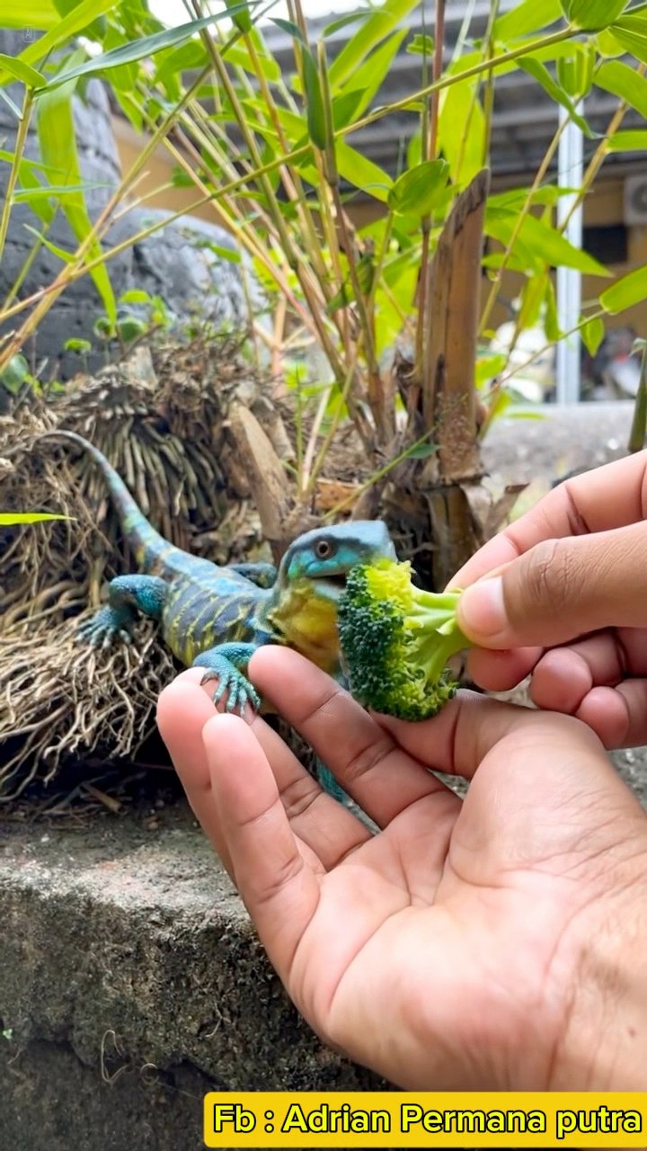 Beautiful view of Reptile Feeding Times