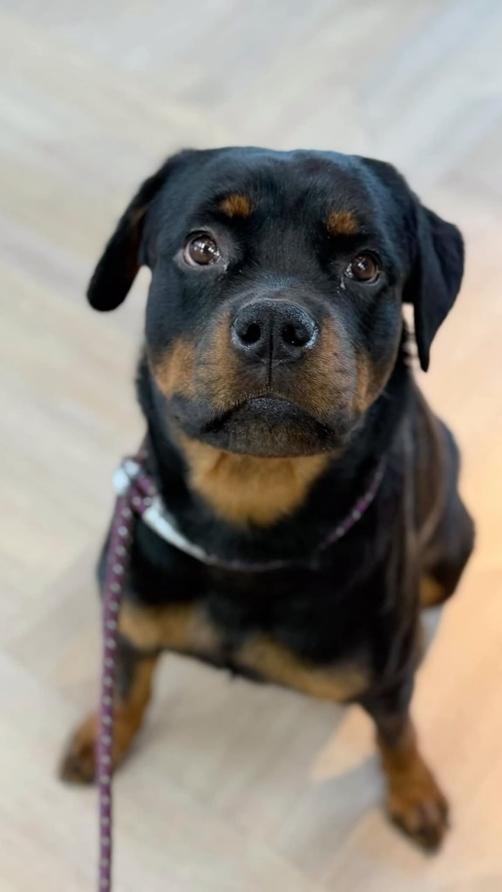 This week’s #teamworkthursday Is @recycledrotts! Recycled Rotts ...
