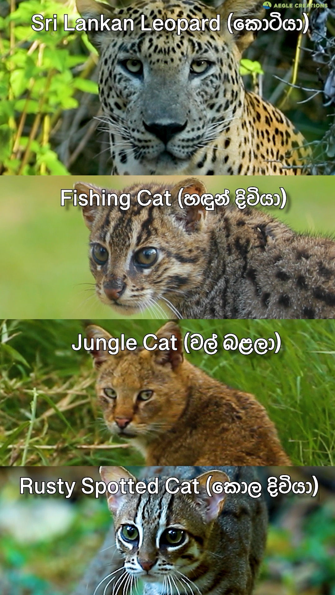 The 4 Wild Cats of Sri Lanka - the Sri Lankan Leopard (කොටියා), Fishing ...