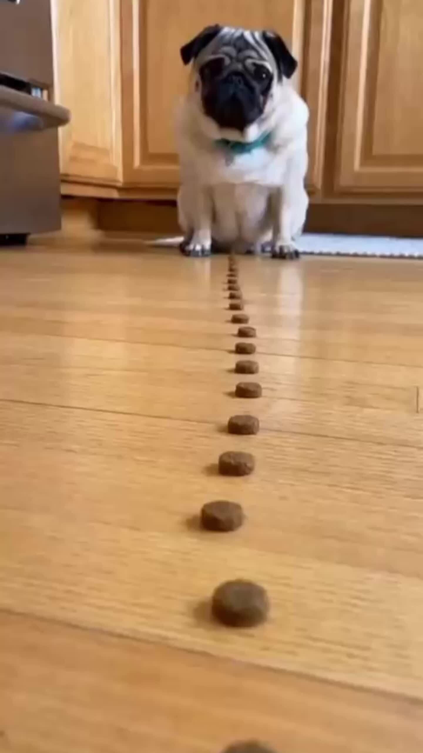 Wait for it... 😅 #mariokartchallenge #pugsnotdrugs #funnydogs #pugslife ...