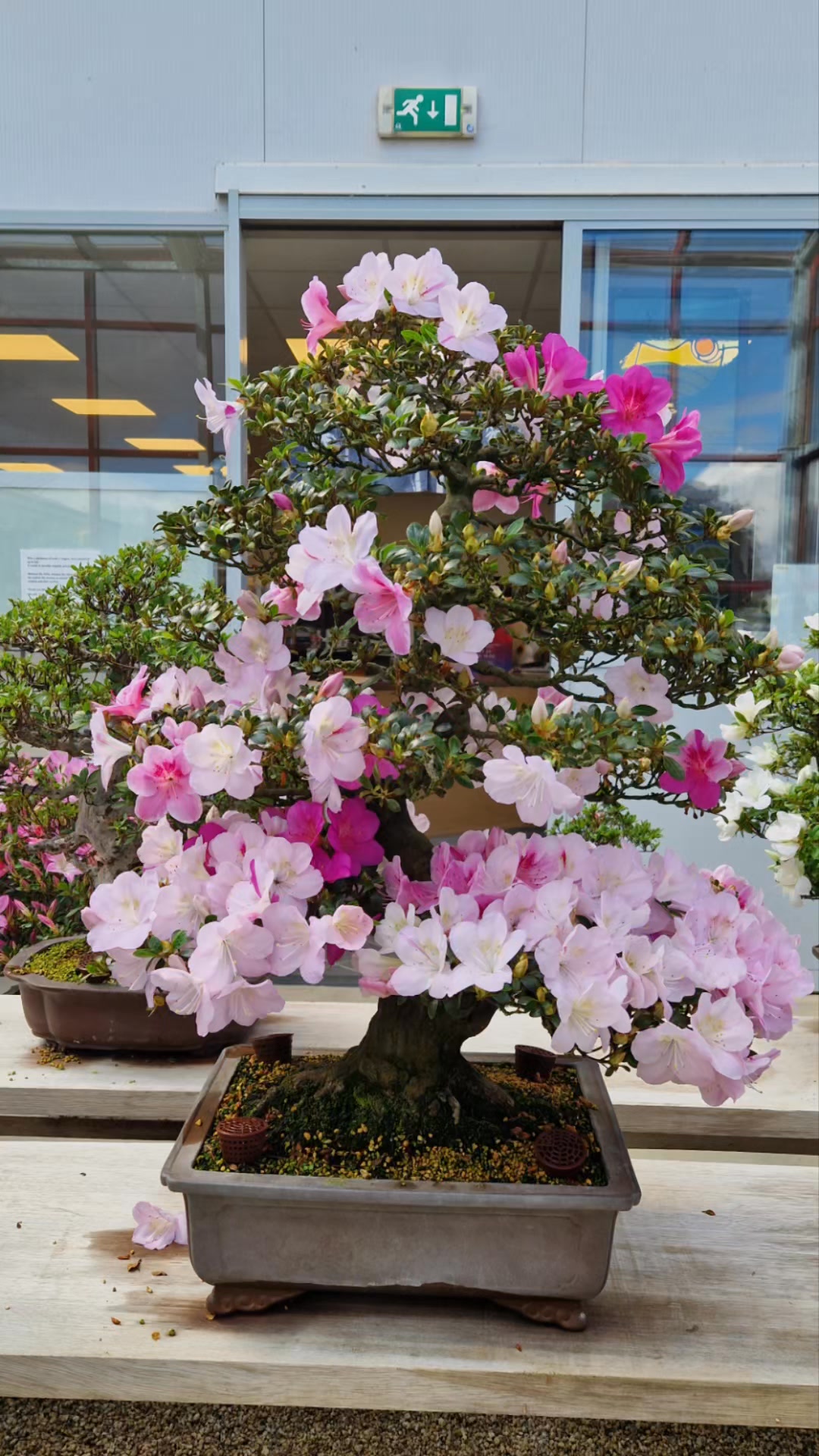 Satsuki Azalea Bonsai | Arnhem