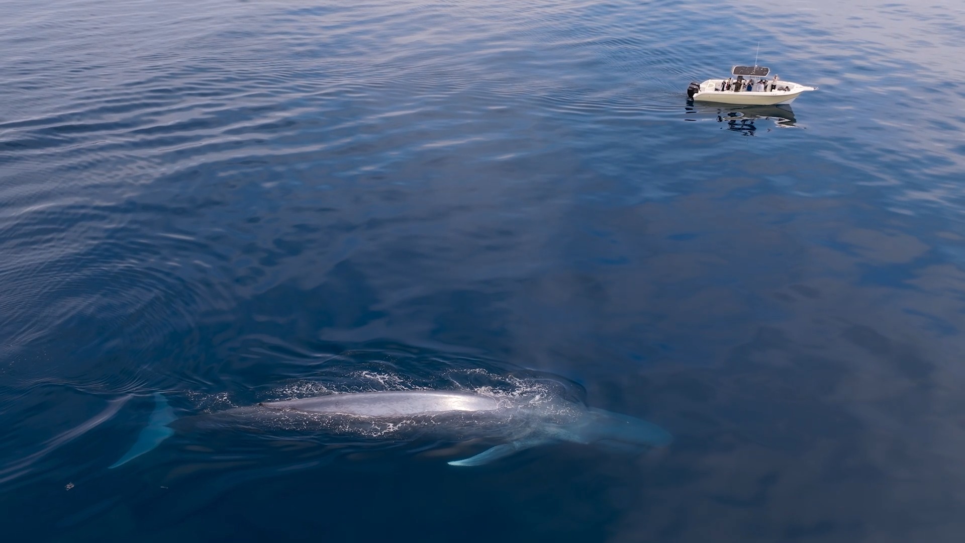 Meet the world's biggest baby: the blue whale. 🐋 New episodes of The ...