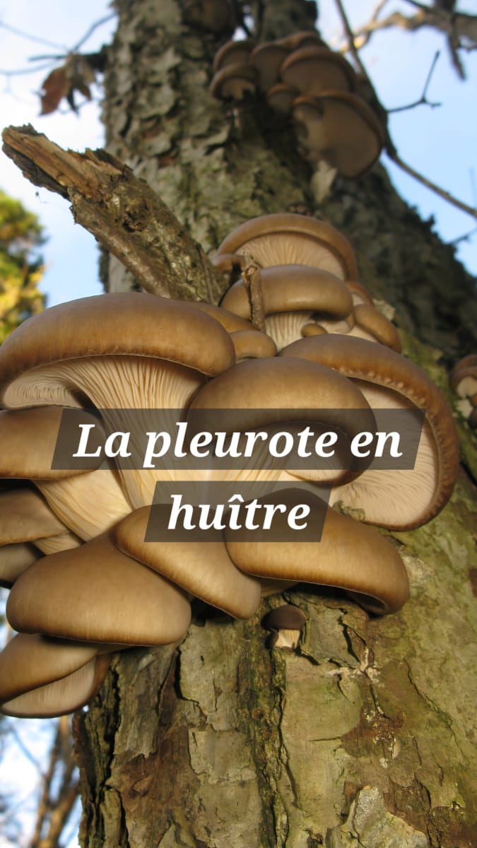 La pleurote en huitre ( Pleurotus ostreatus ) est un champignon ...