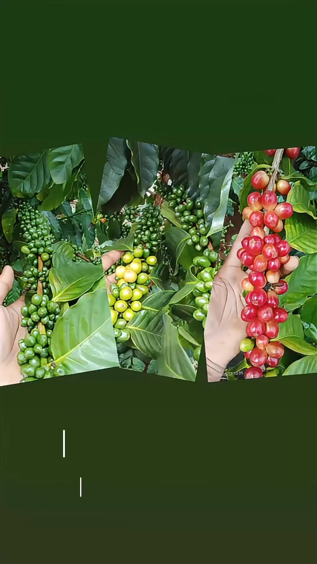 PIDA Coffee FARM Lodge on Reels | Facebook