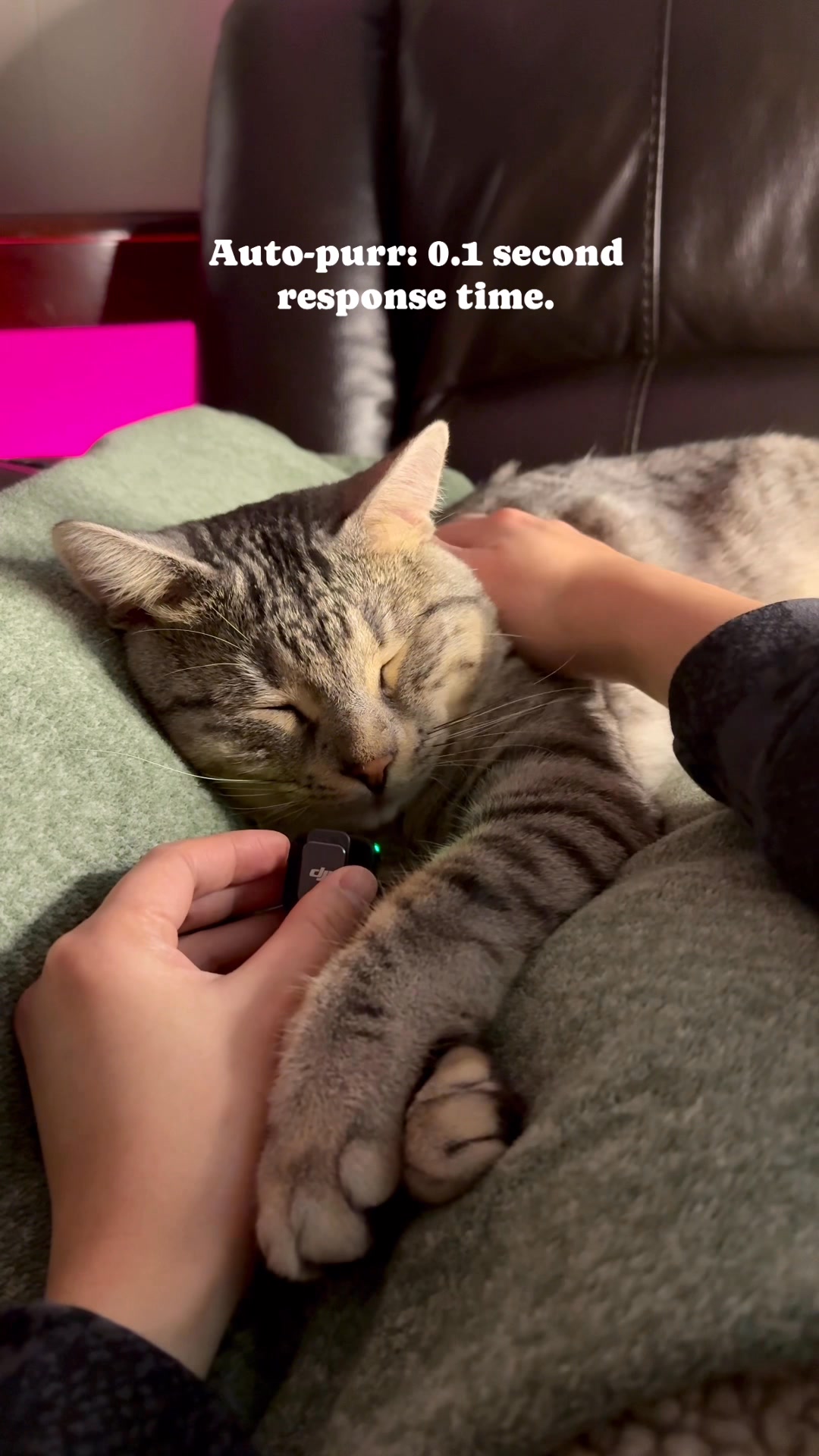 Visual Reference: One Gentle Pet And The Purrs Start Instantly Cat Cattherapy