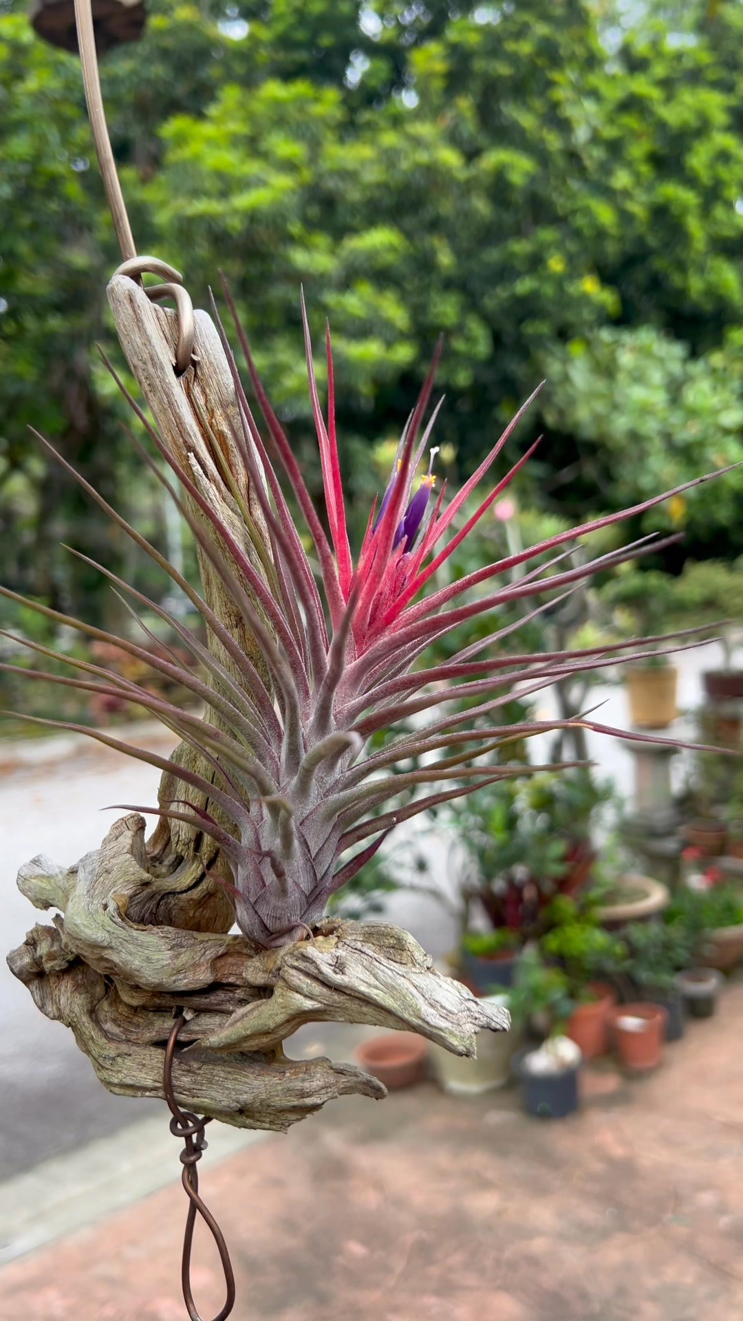 Terminal - (T. latifolia var. leucophylla)