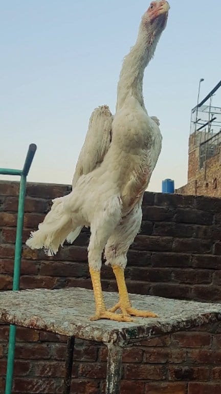 Lahore Shamo
