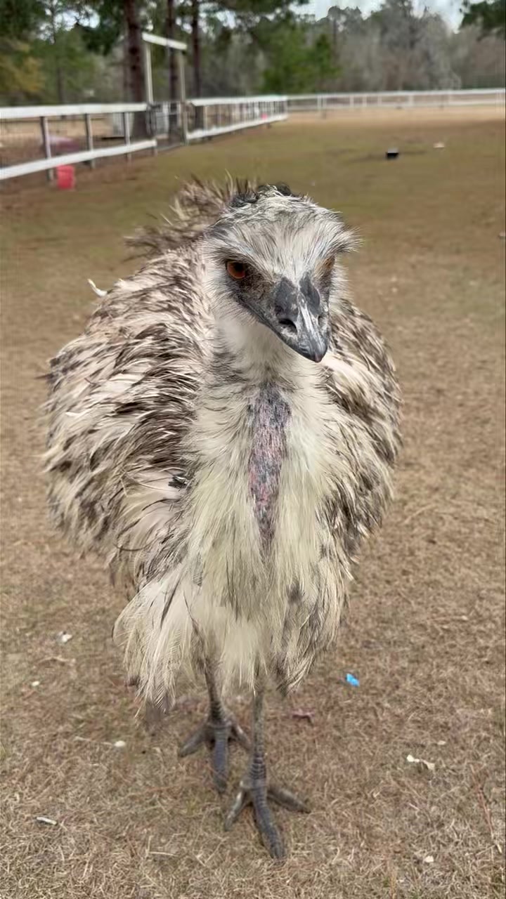 Emu Update After a Tough Loss… | MadebyMegan | Facebook
