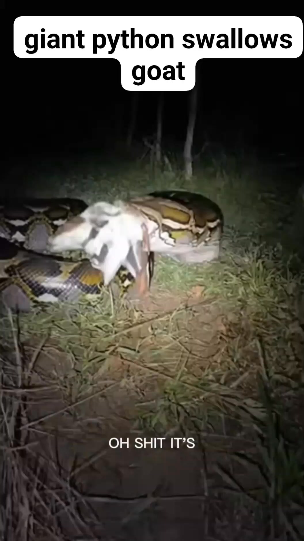 giant python swallows goat | Hazrul Azhar | Facebook
