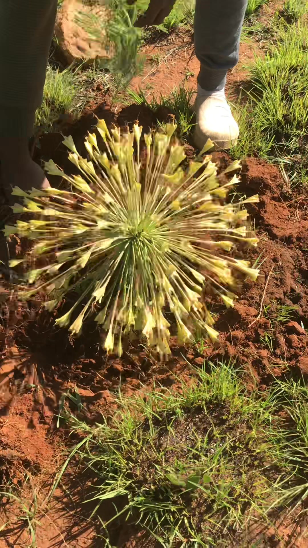 Ispili Emakhosi Siphatha imithi yesintu , ethakiwe nengathakwanga . Uma ...