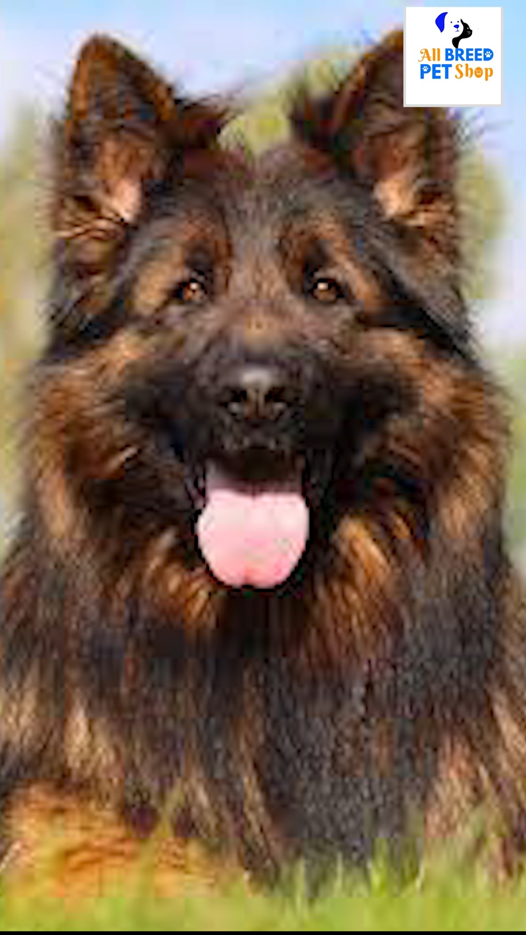 🐺 Majestic. Loyal. Intelligent. Meet the German Shepherd — one of the ...