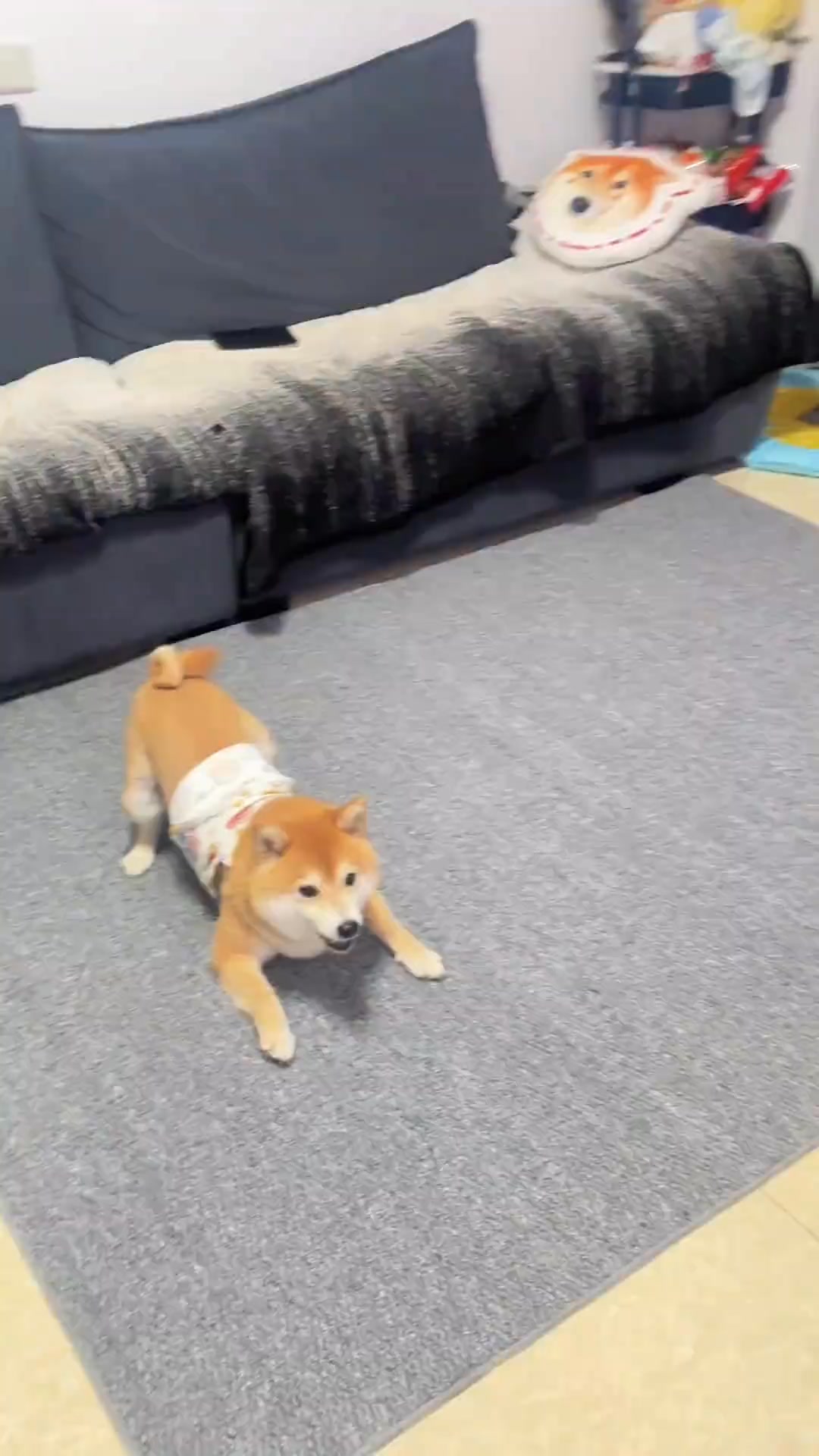 咦 听说家里有新东西 不知道好不好拆....#柴犬Qbb #柴犬日常 #拆家拆家神狗 #宠物出道计划 | 柴柴小八嘎 | Facebook