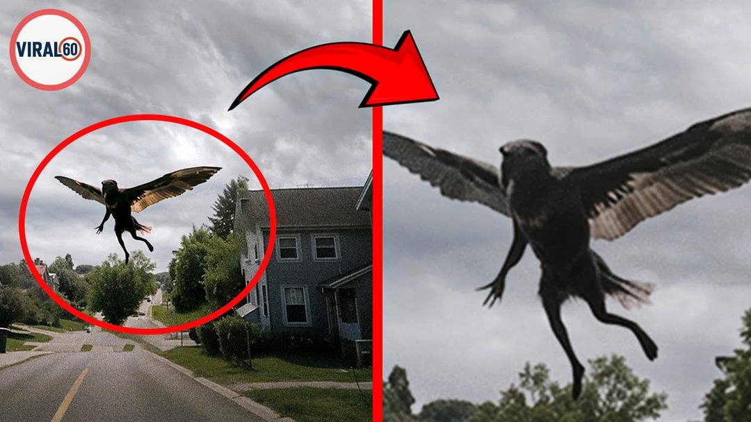 Man Captured A Strange Creature Falling From the Sky! #Discovery # ...