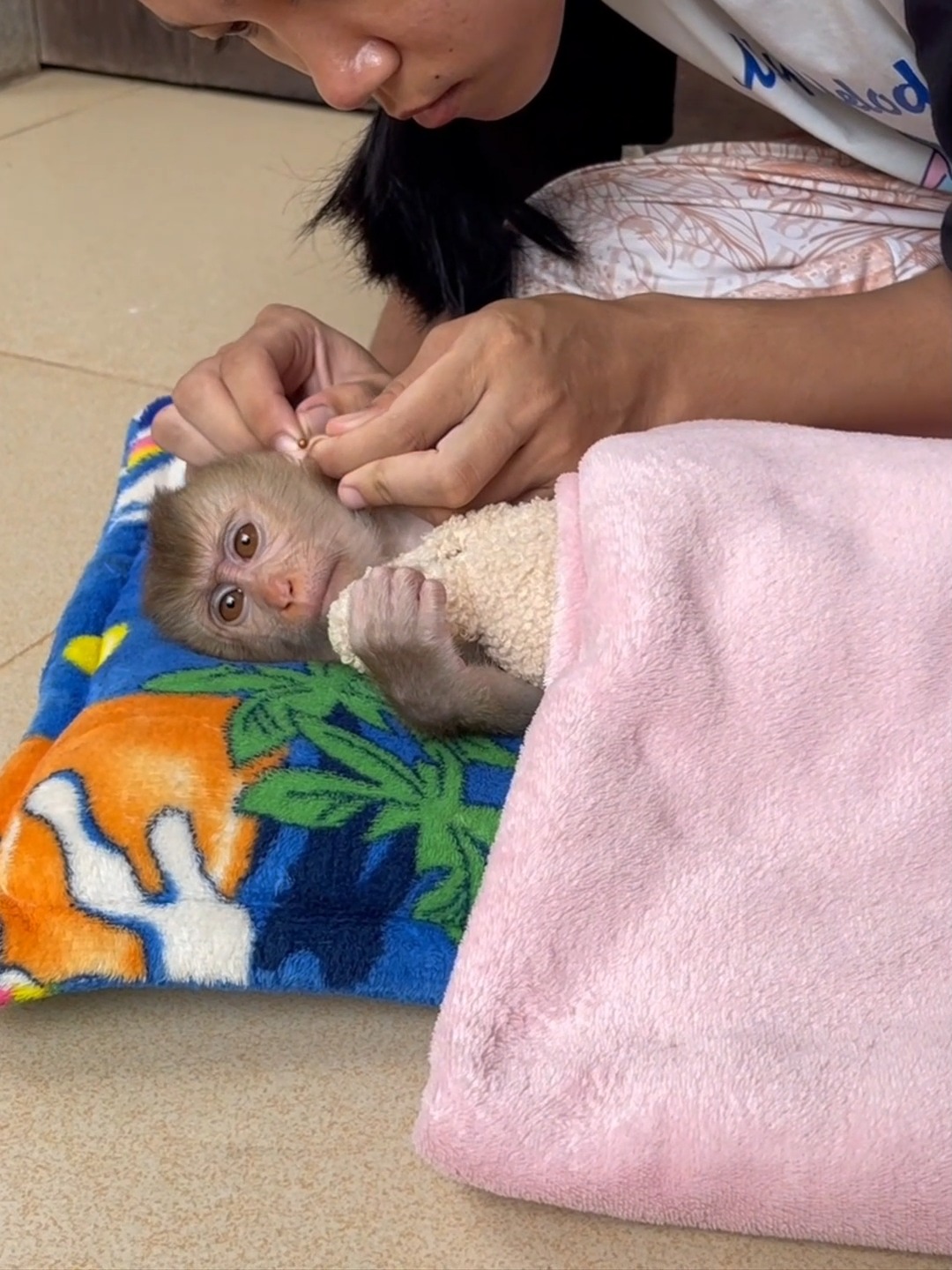 Really pity poor baby monkey, what happened. . #SarfarzNorani # ...