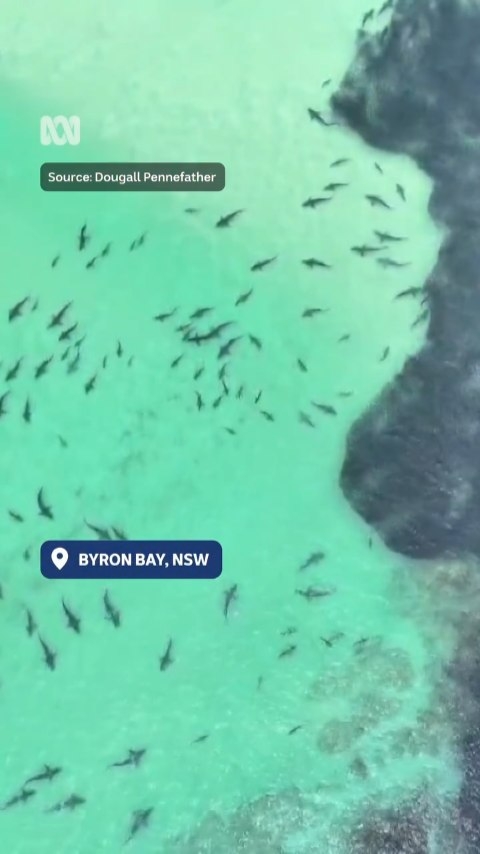 Hundreds of sharks have been lured to waters around Byron Bay by ...