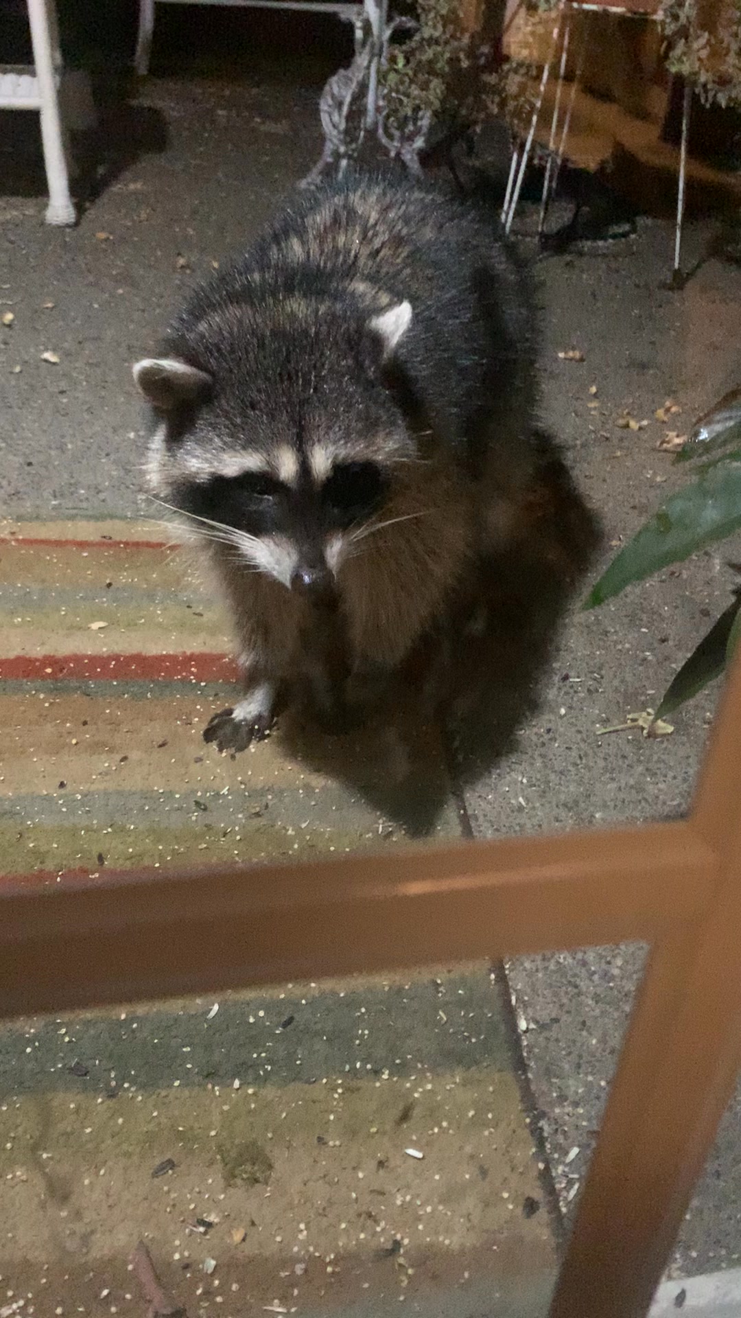 I hope you aren’t sick of these videos. I can’t get enough of them ...