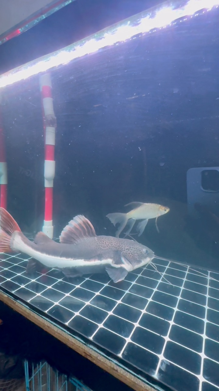 Masukin ikan kaviat slayer ke aquarium rtc monster #ikanrtc # ...