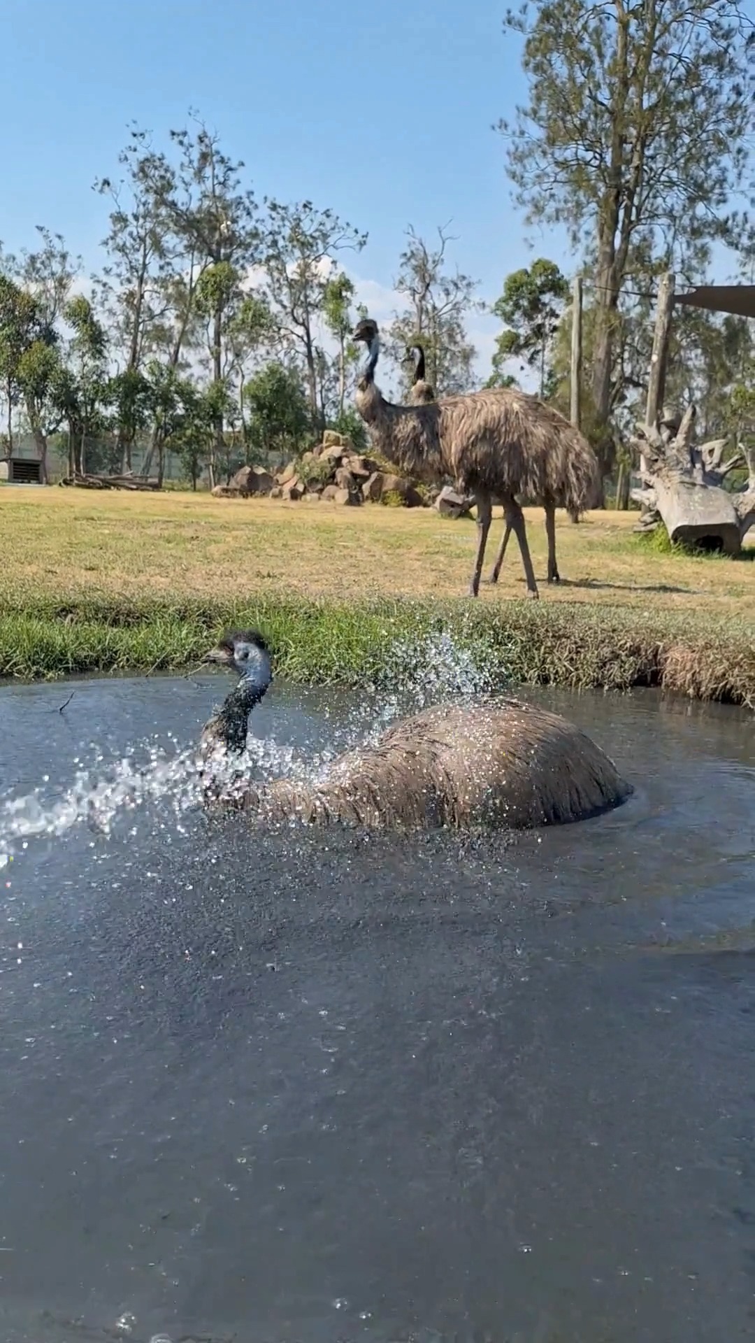Summer is well and truly here! ☀️... - Oakvale Wildlife Park | Facebook