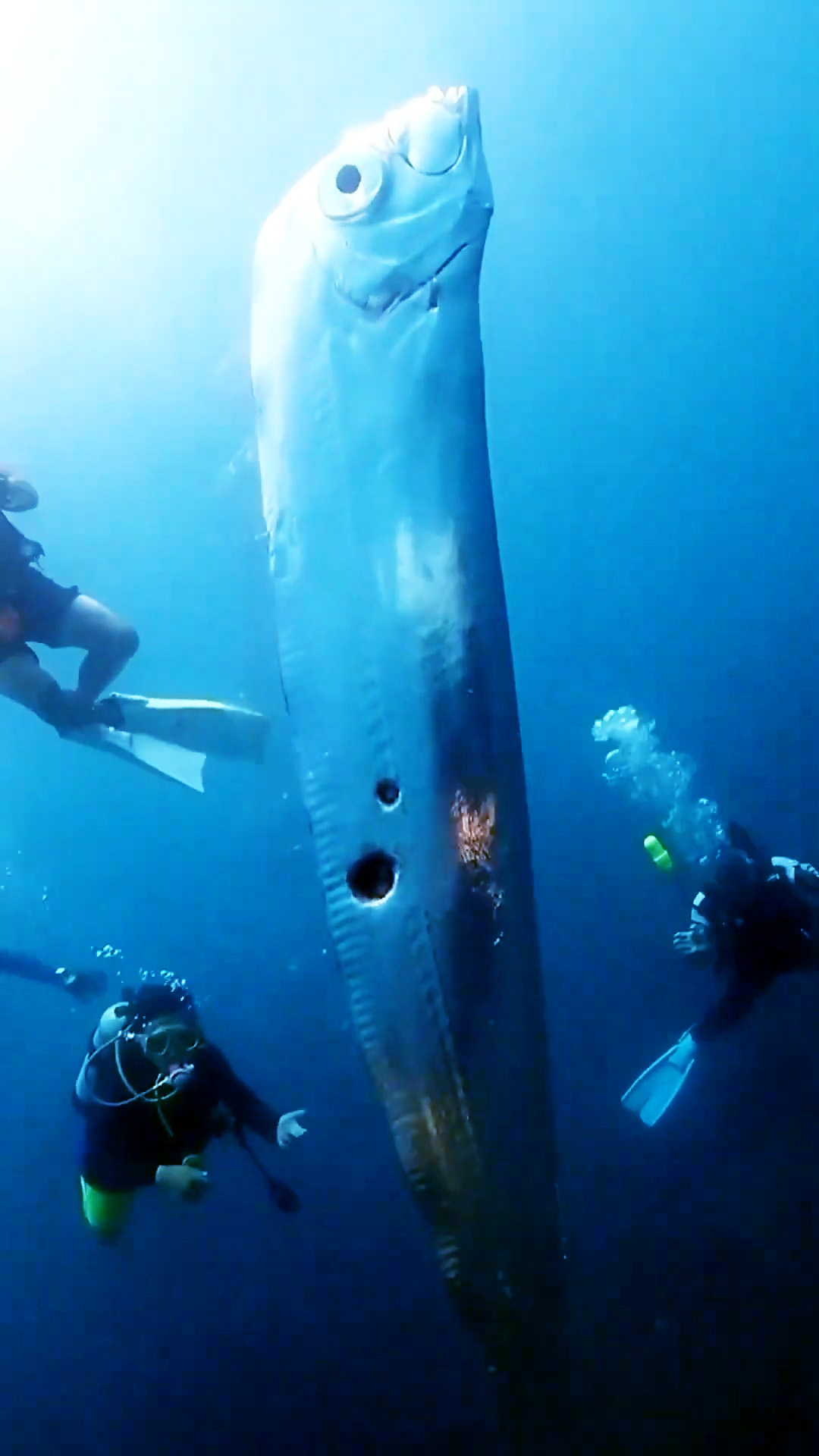 30-Foot Doomsday Fish Caught Off The Coast Of Japan #scary #fish # ...