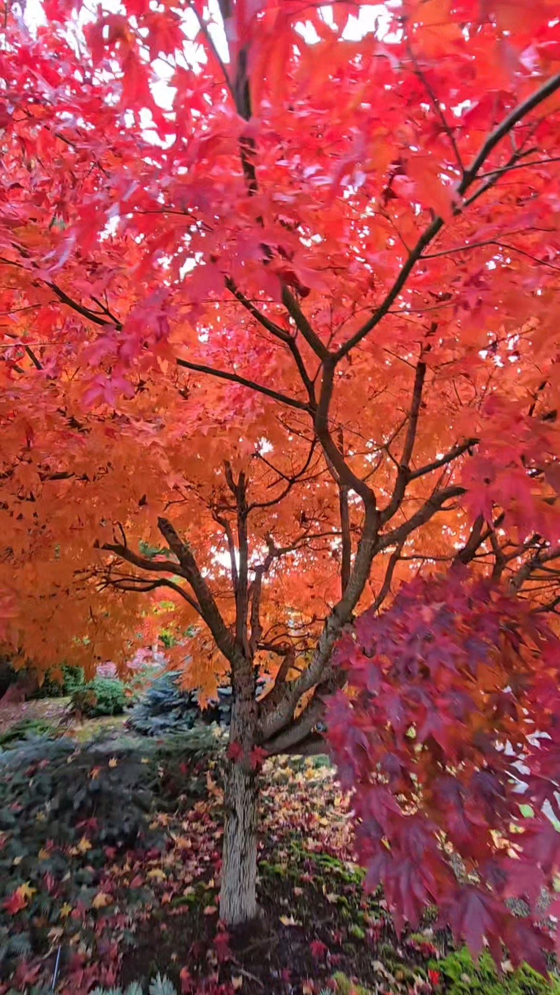 Acer x pseudosieboldianum 'Wabi Sabi' maple tree