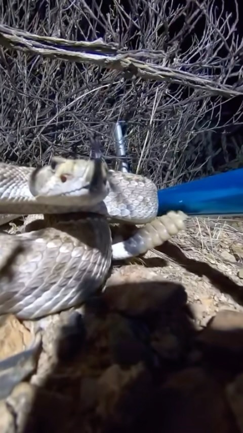Rattlesnake hates my GoPro #Rattlesnake #snake | Joe Richards | Facebook