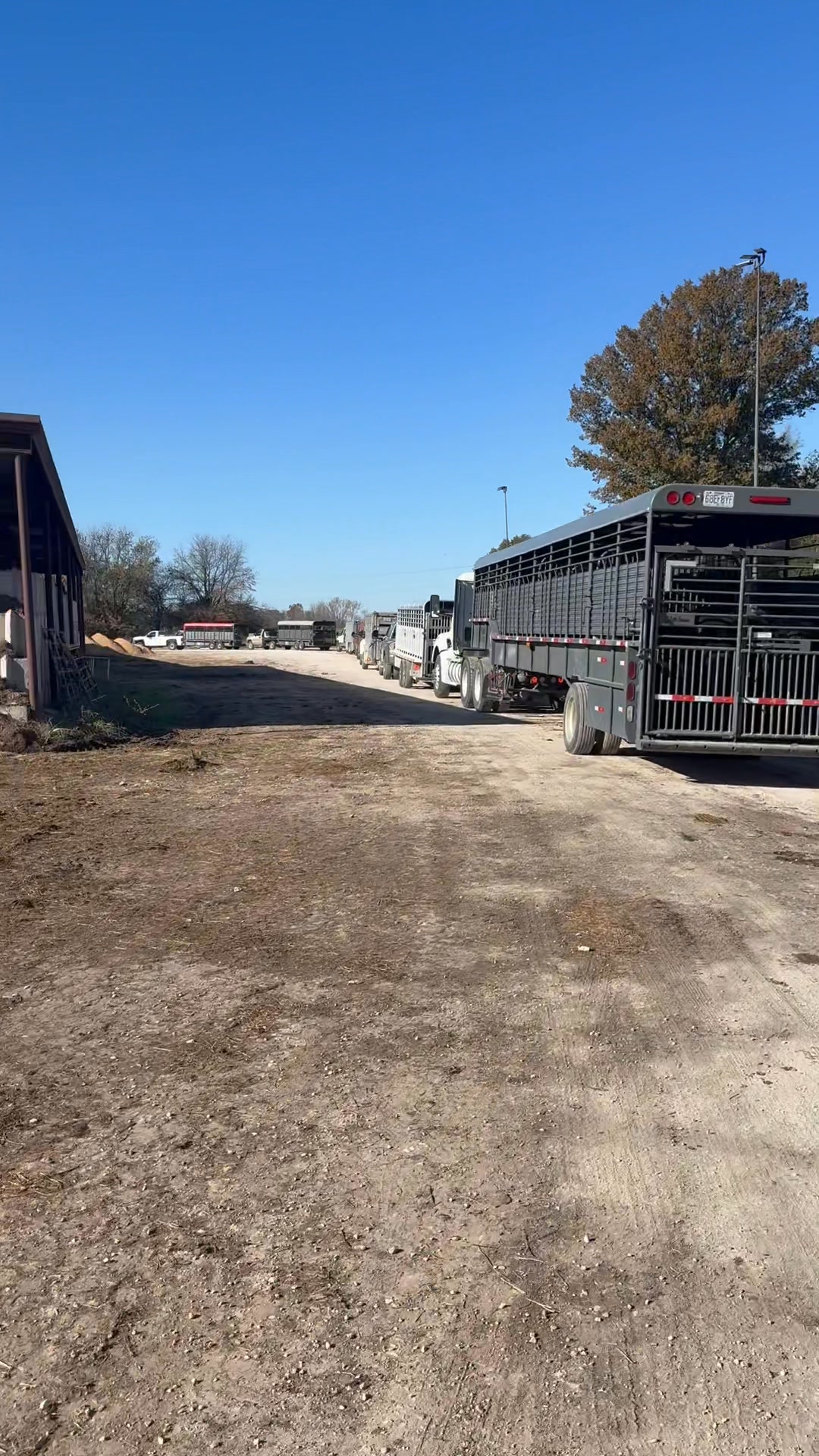 Trailers are wrapped around the barn for today Feeder Special!! Come ...