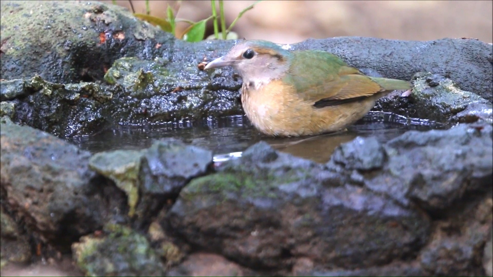 Blue-rumped pitta (Hydrornis soror) Cambodia, China, Laos, Thailand ...