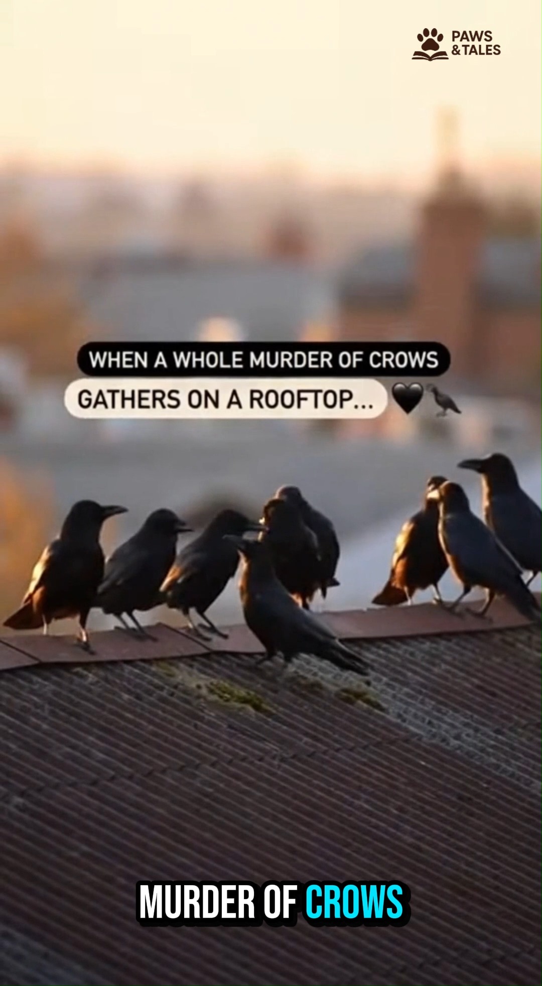 When a whole murder of crows crowds onto a rooftop, it’s anything but ...