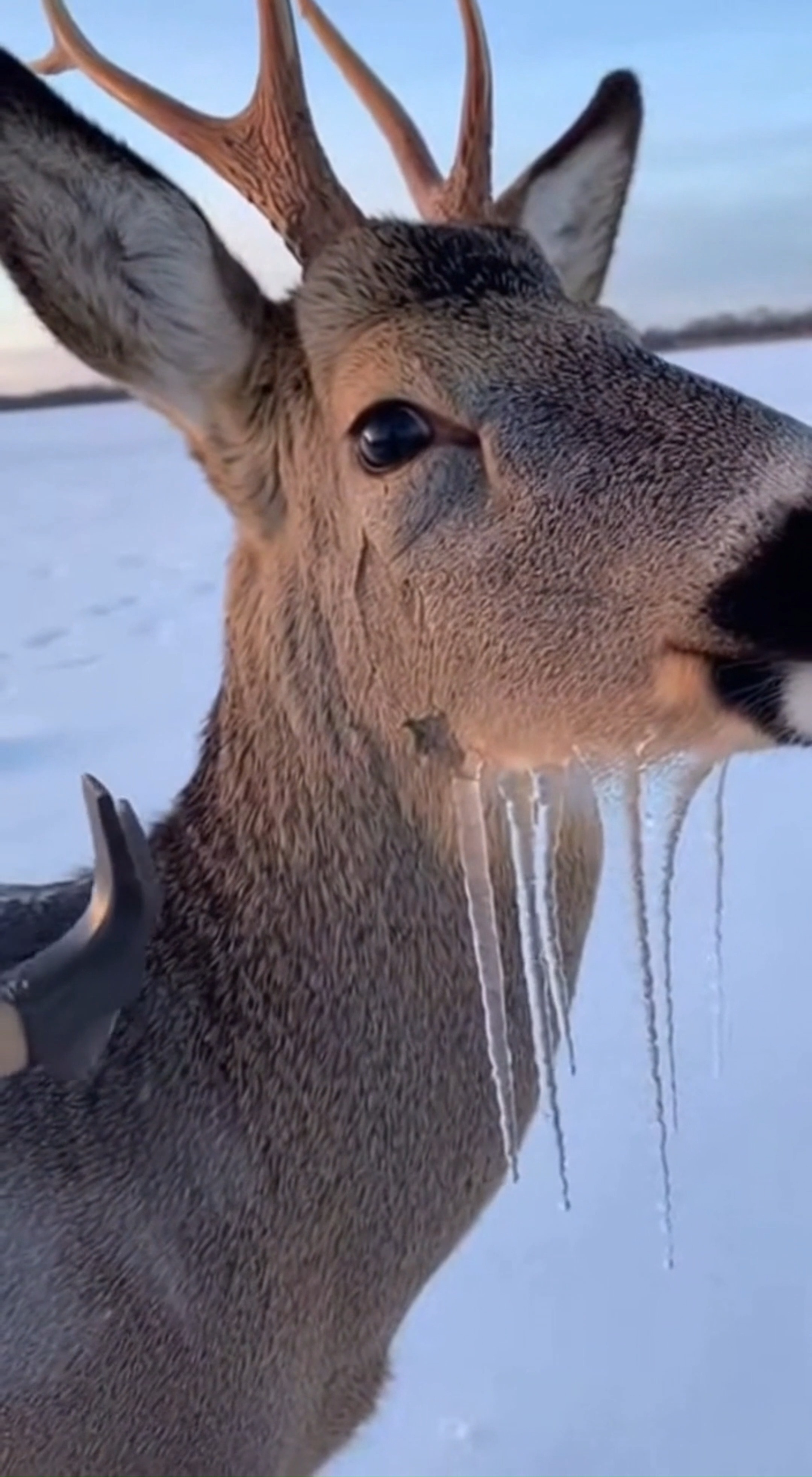 After a freezing-rain storm, this deer was left standing helpless at ...