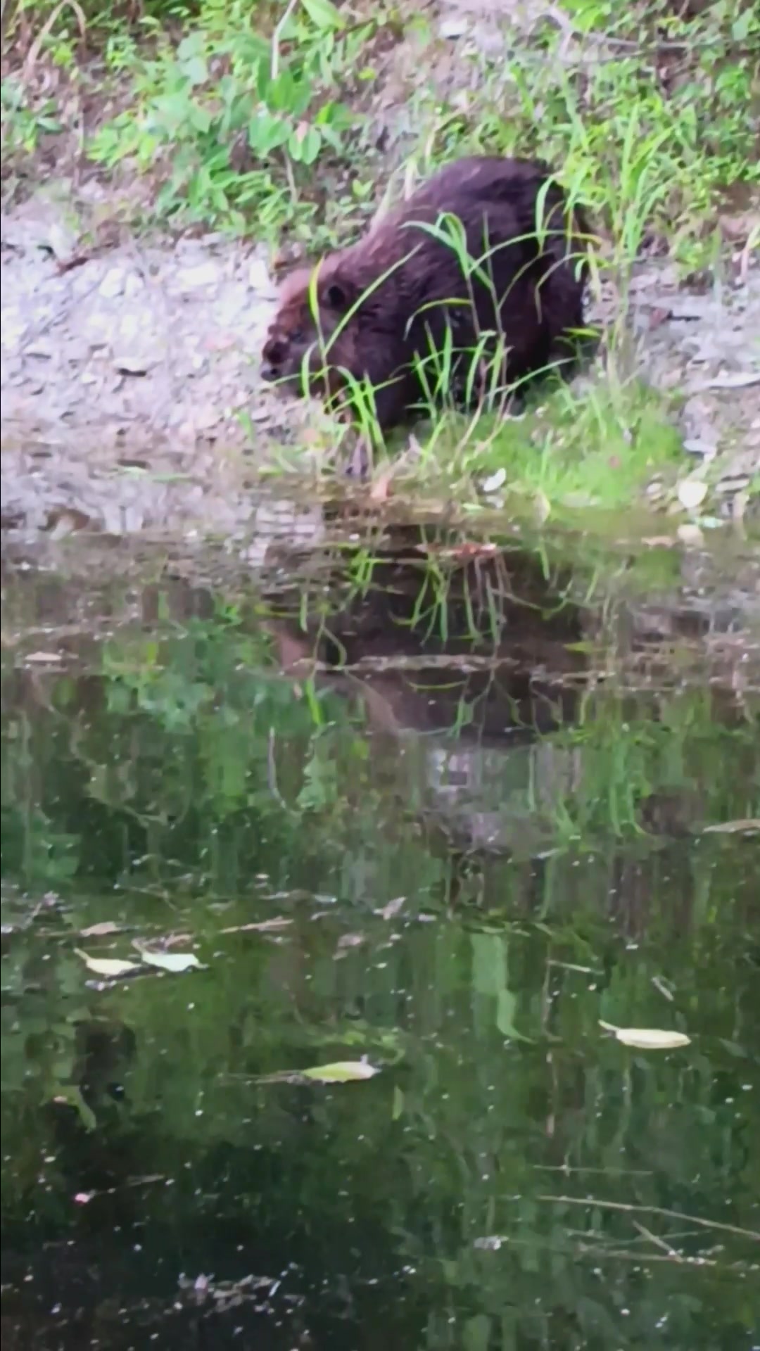 Did you catch the super beaver!?