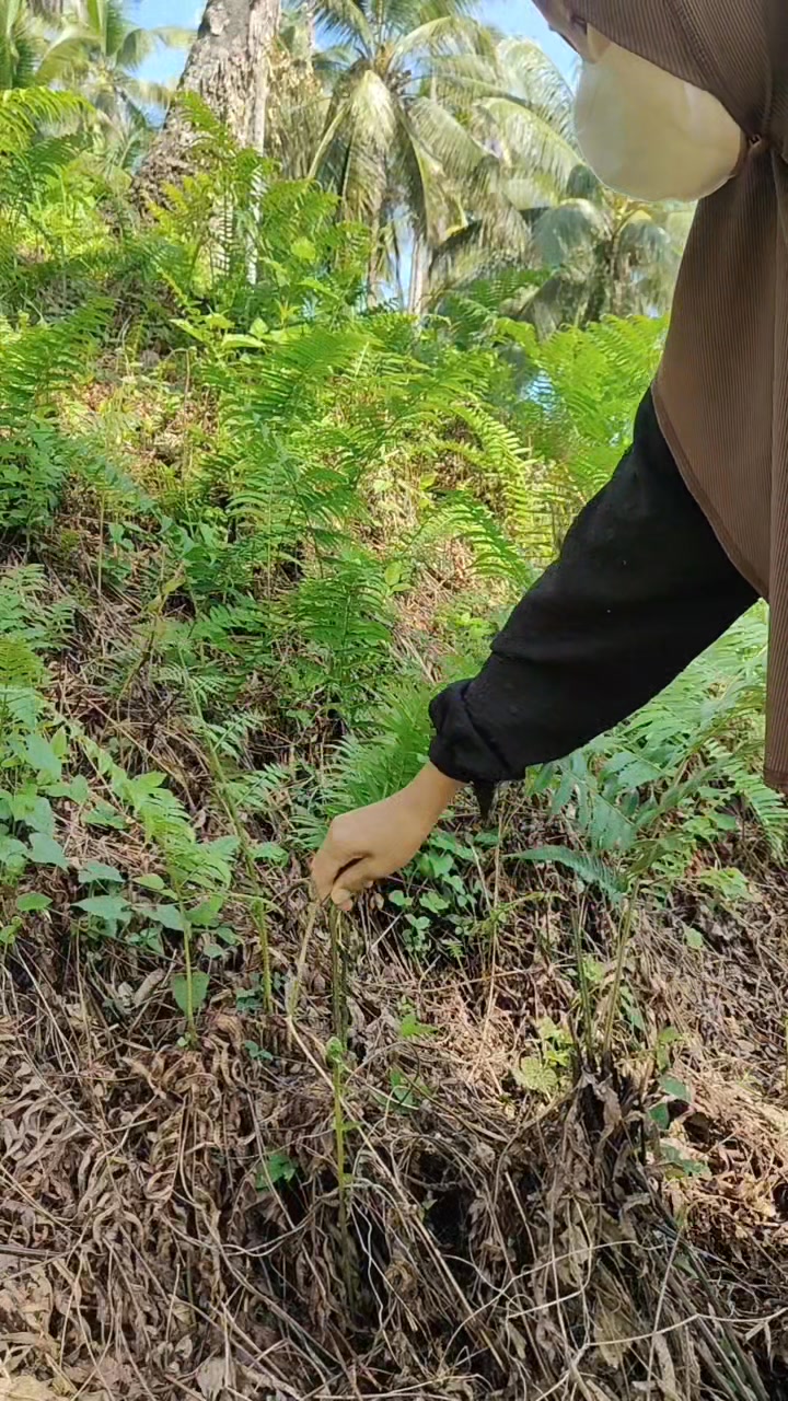 Talbus Ng pako at kamuting-kahoy samahan mopa Ng gimbor ay talagang ...
