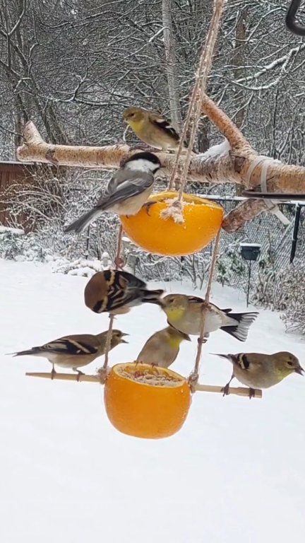 ️ Morning rush hour at the 2-level bird buffet 😆 ️ #DIYFeeder # ...