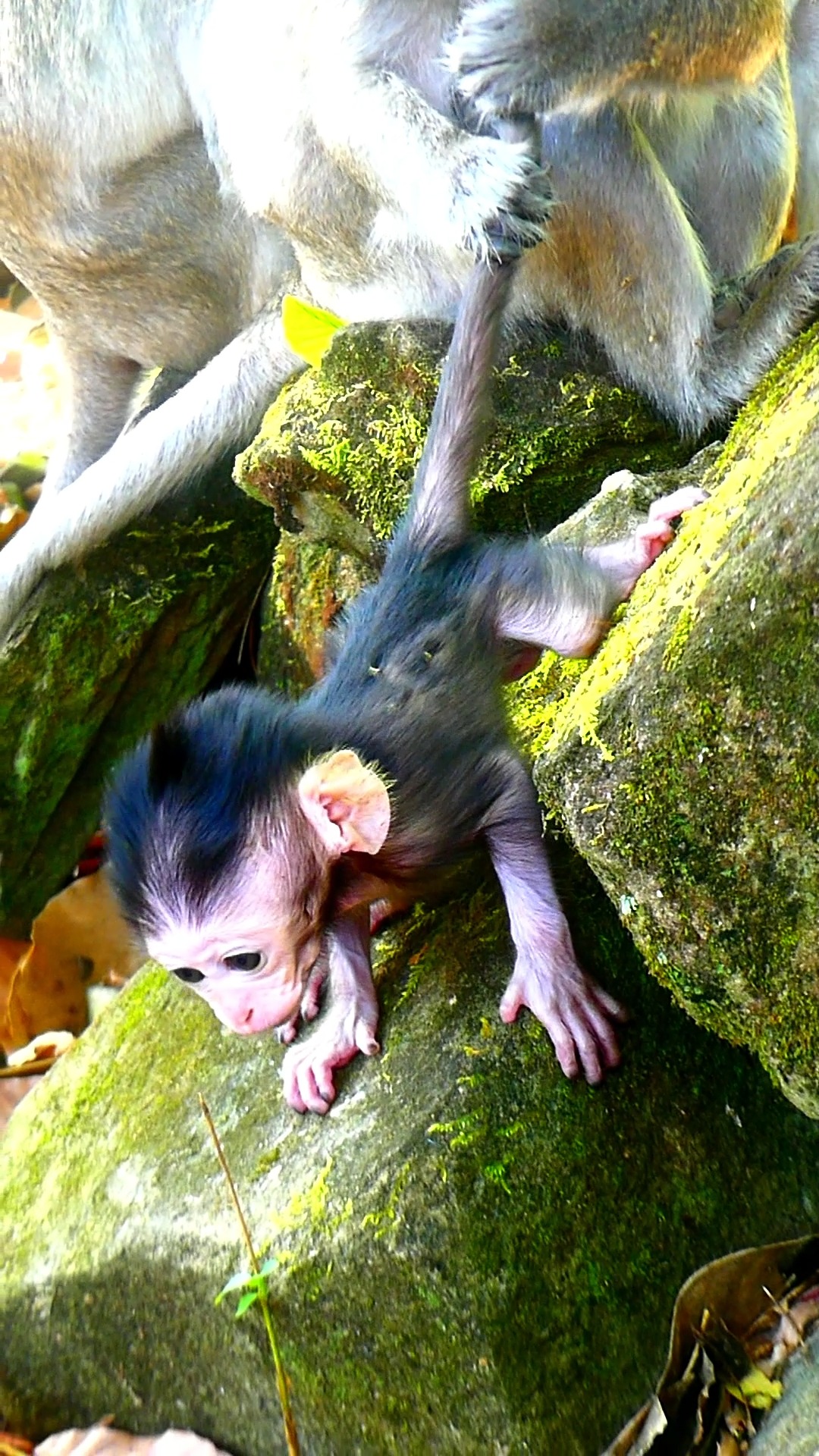 Monkey mom controls & cares for tiny baby mess #reels #babymonkey # ...