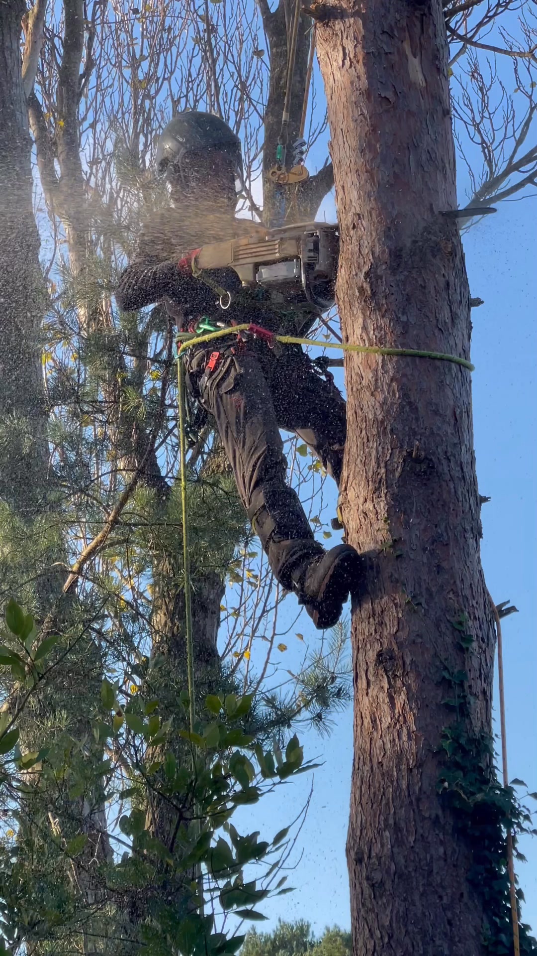 Tree Rangers !! Chunking down declining tree in a residential setting ...