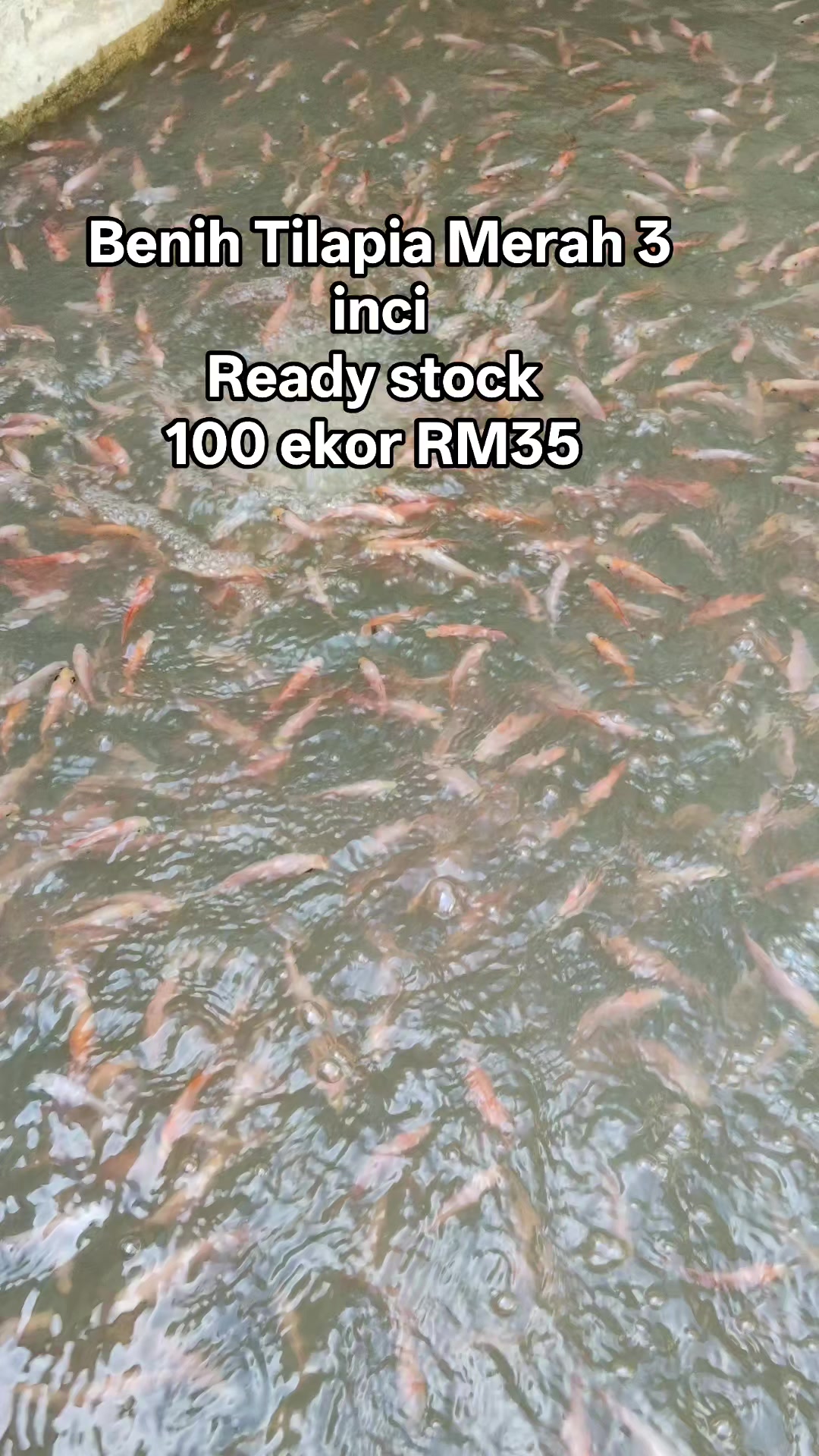 Benih Tilapia Merah 2.5-3 inci Ready Stock 100 ekor RM35 1000 ekor ...