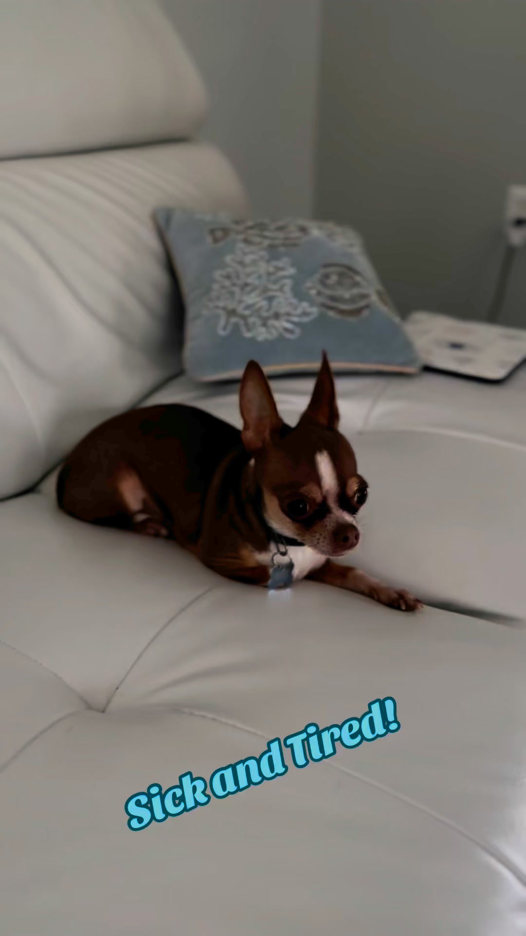Only Paws Fans on Reels | Facebook