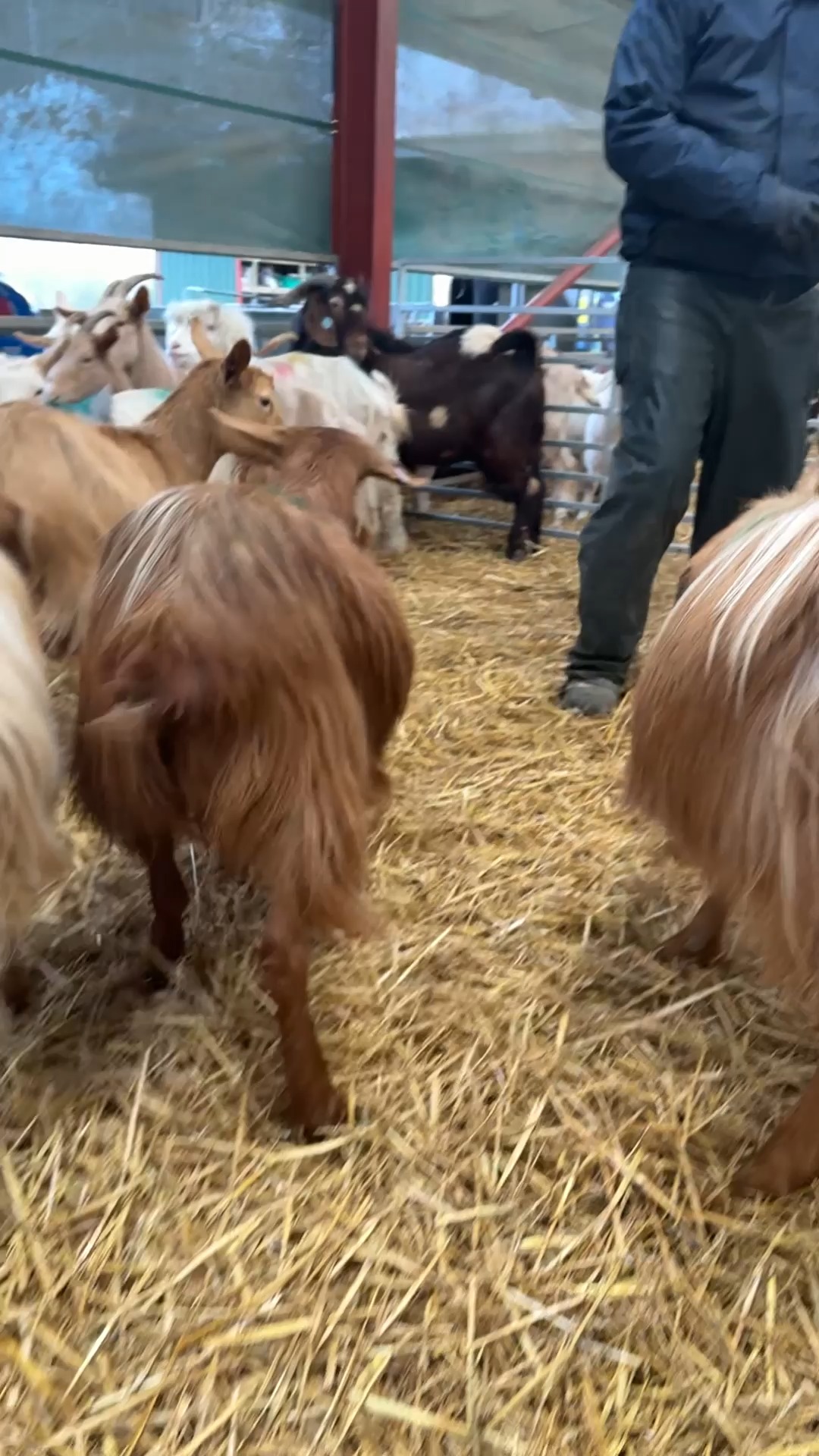 Time for a check-in with our Golden Guernsey goats! These girls are ...