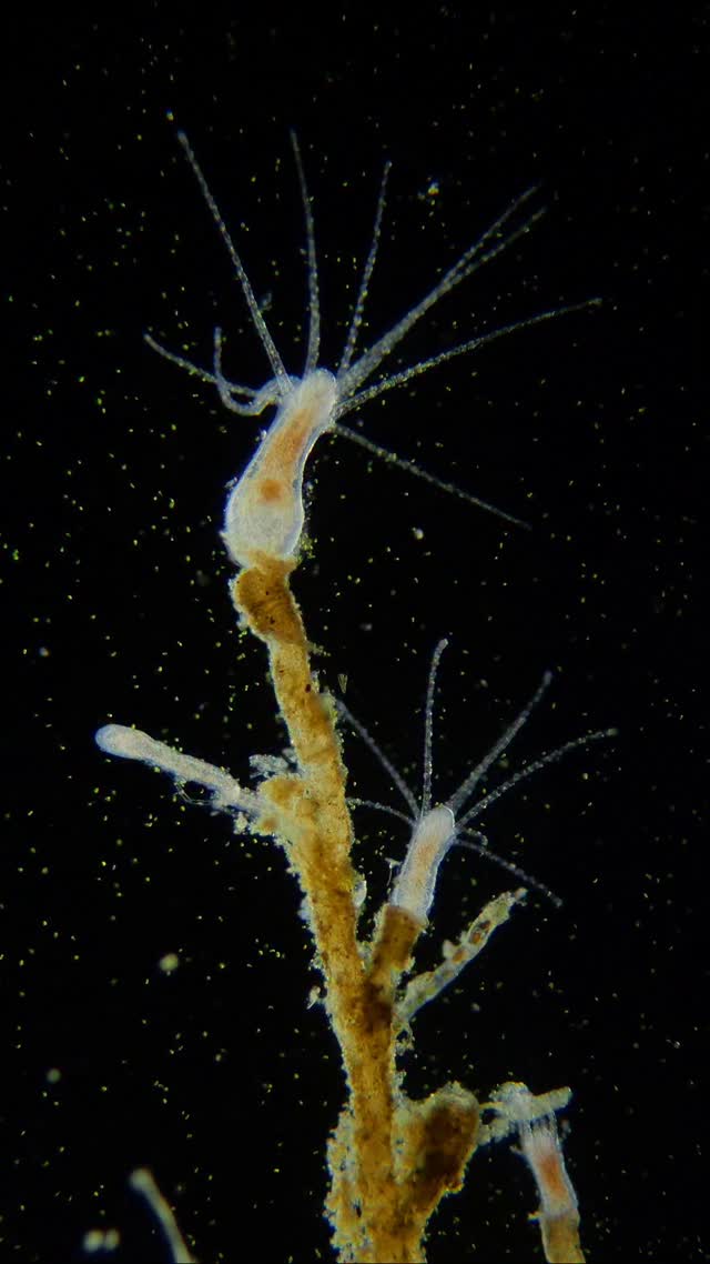 A sea full of stars. Marine hydroids 🎆🔬🌊 . . . #science #biology # ...