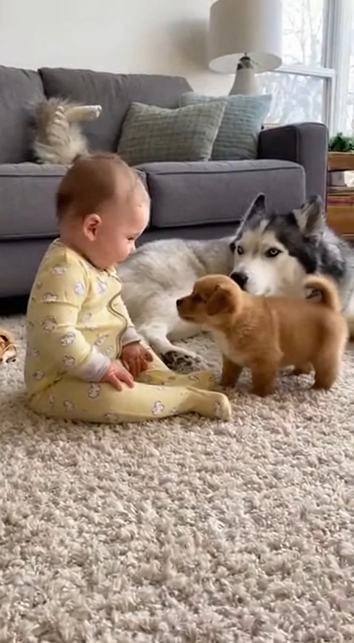 This tiny puppy just performed the world's funniest stand up routine ...
