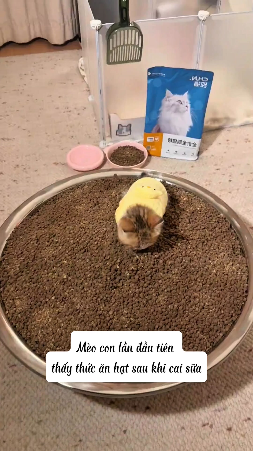 Mẹ ơi, sao giờ mẹ mới mang ra món hạt mèo ngon như này! #mèo #meow # ...