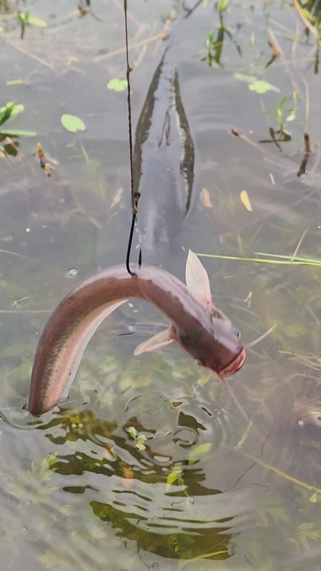 Best new LIVEBAIT For Big Catfish Catching idea #fishinglife #fish # ...