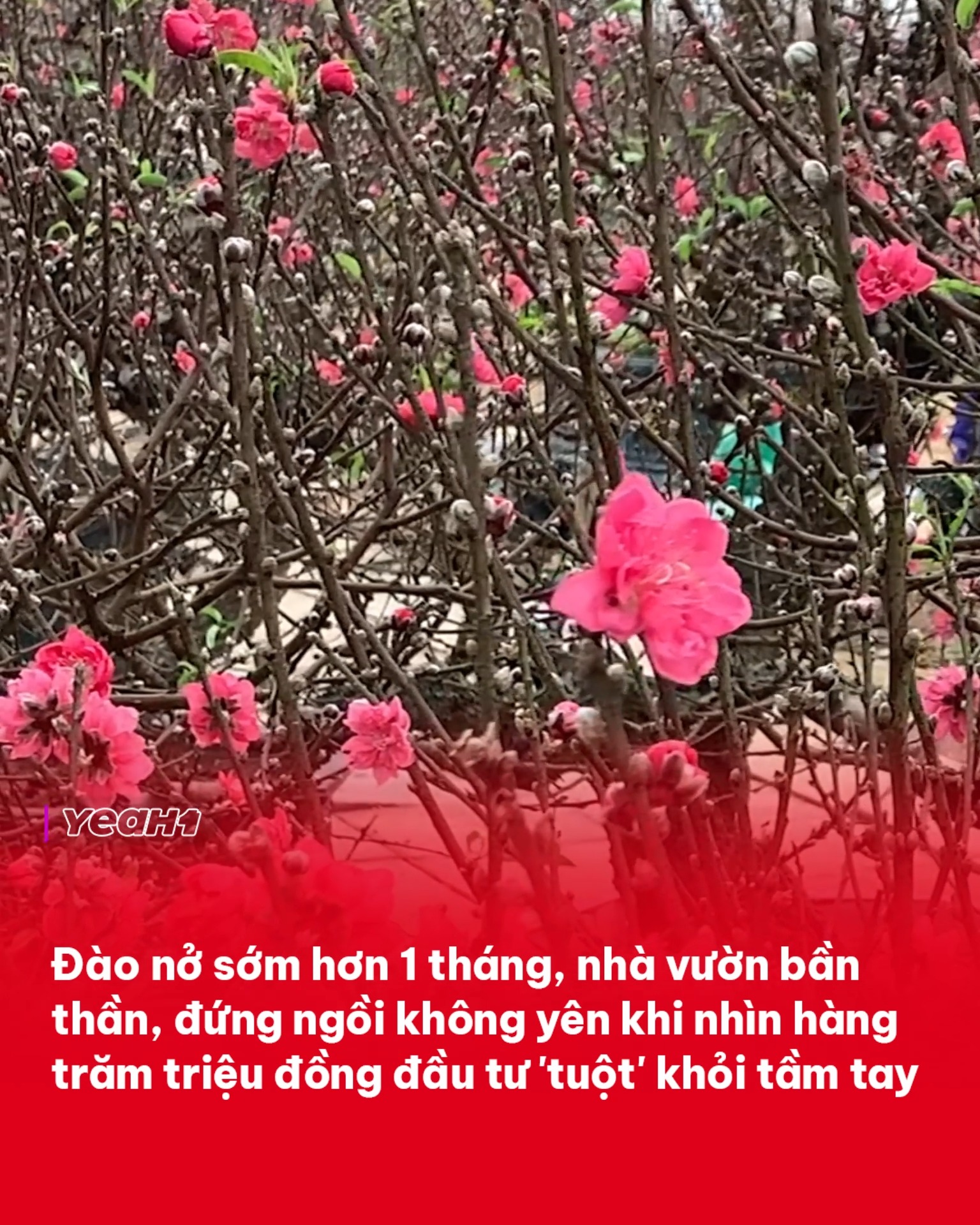 Hoa đào nở sớm, người trồng đào lo mất Tết 😥 #TNN #YeaH1 | Yeah1 TV