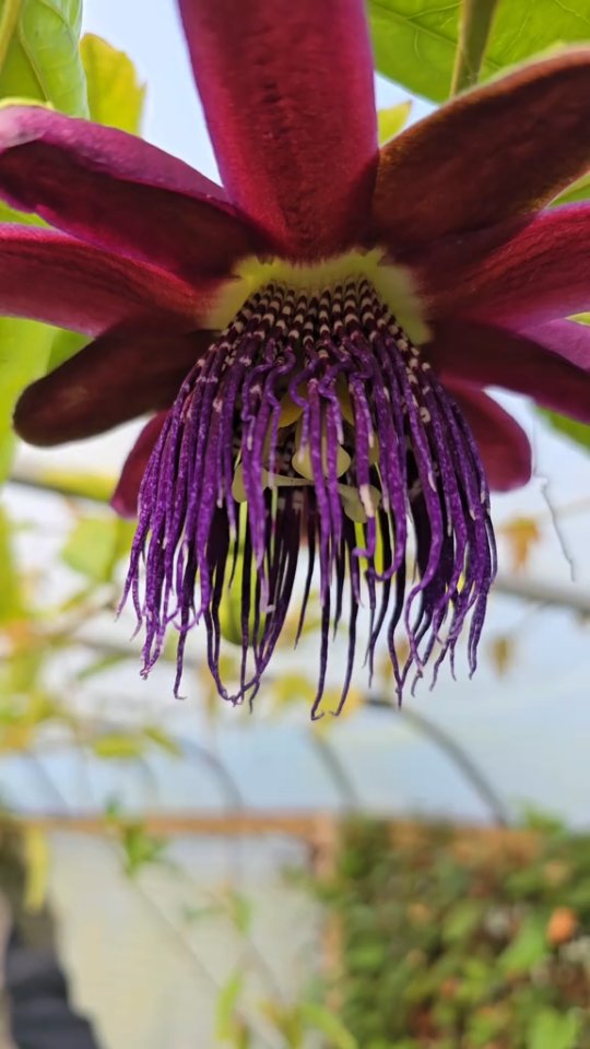 Passiflora Edulis 'Frederick' - 3 Plants - Purple - Passion Flower