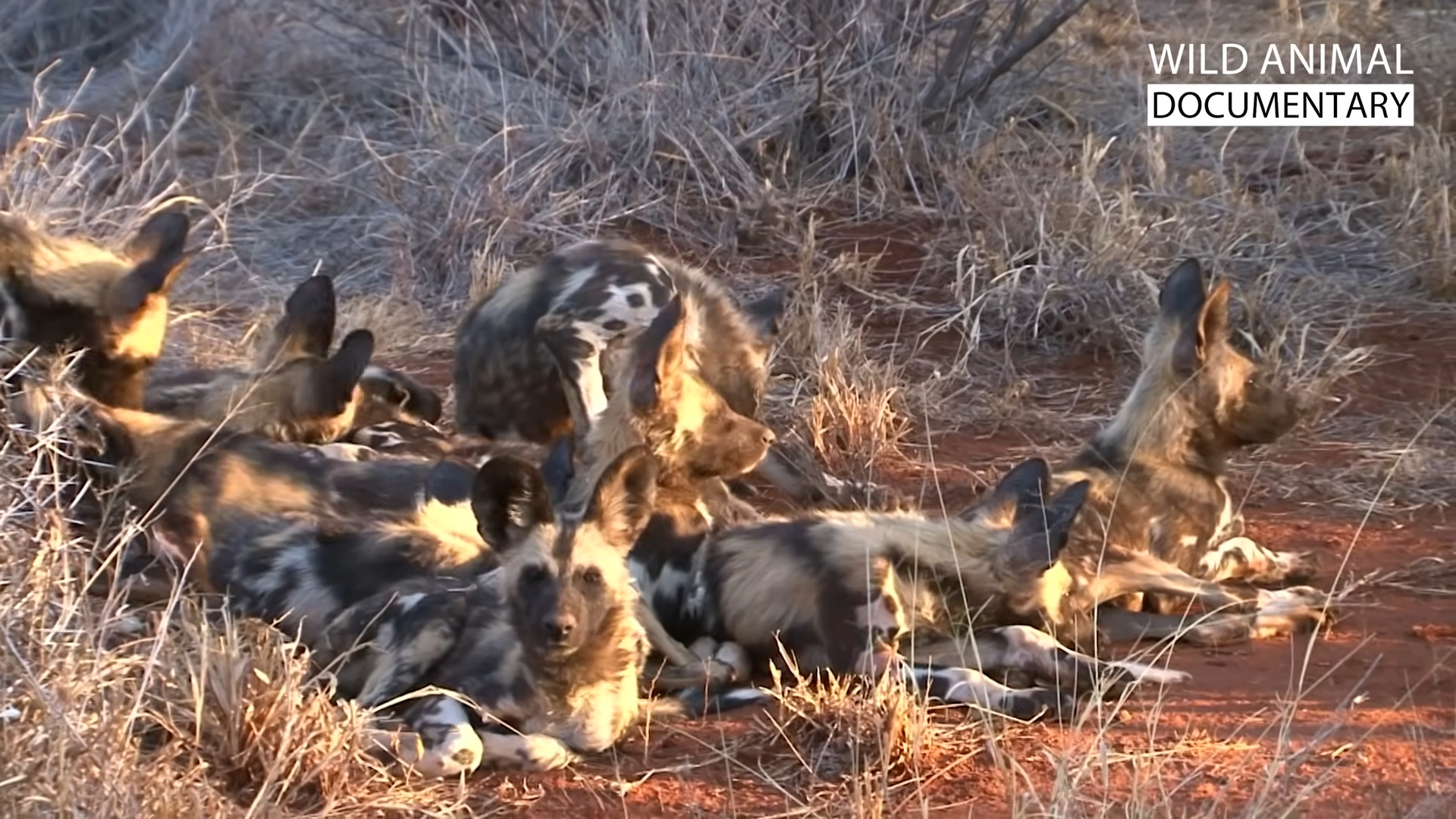 Wild Dogs: Africa’s Ultimate Pack Hunters | 4K Documentary | The ...