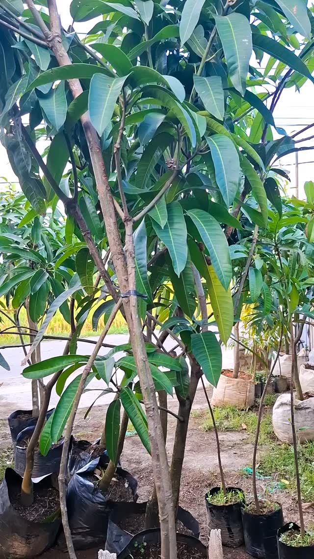 Terimakasih Pa.. Sudah selalu Borong Lagi dan Lagi... Smoga pohonnya ...