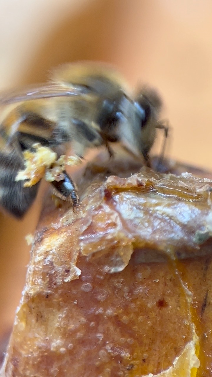 Propolis I watched several bees collect propolis from some old frames ...