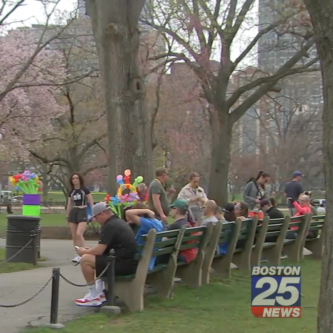 SWAN BOATS ARE BACK! Boston's most famous flock of birds returned for ...